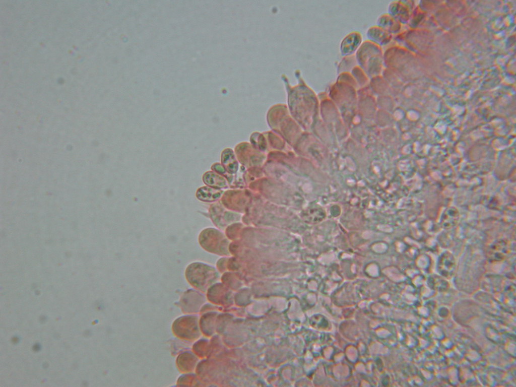 Tubaria hiemalis